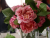 Bouquet de roses de Bordeaux
